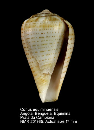 Conus equiminaensis.jpg - Conus equiminaensis Schönherr,2018